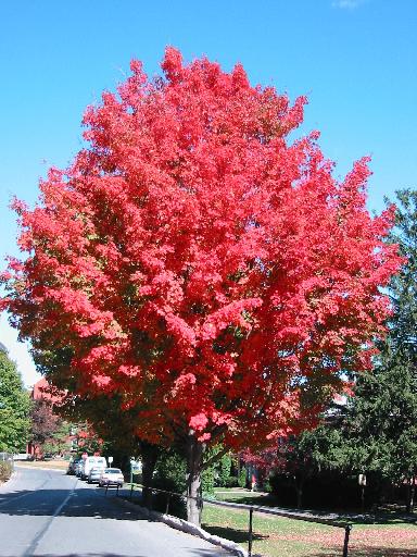 شجرة القيقب  Maple-Tree-Campus