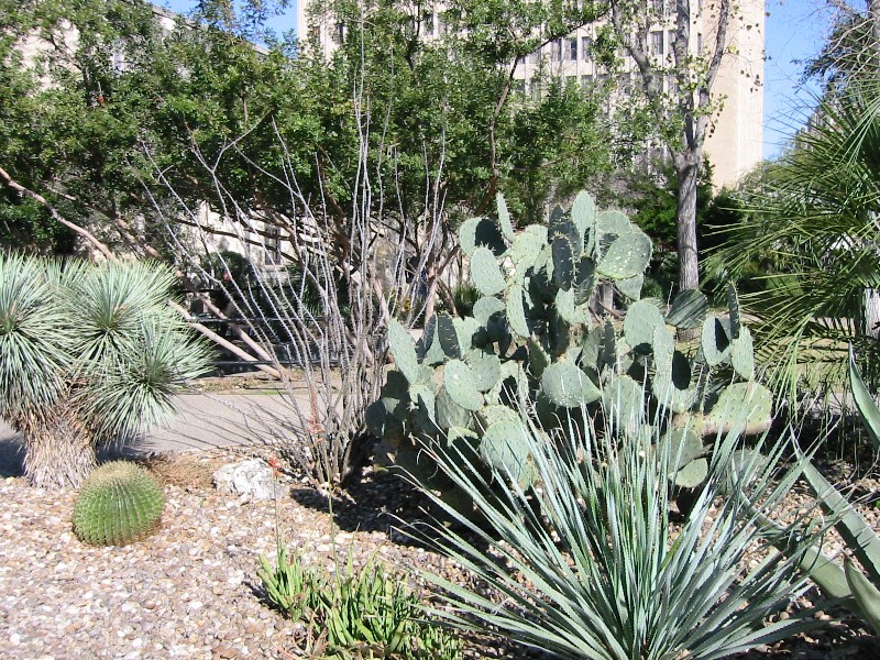 Image of Gardens in back of Alamo