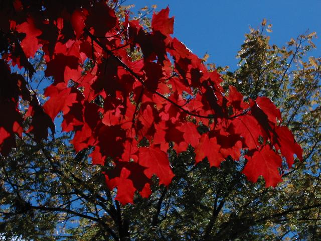 Image of Maple Leaves