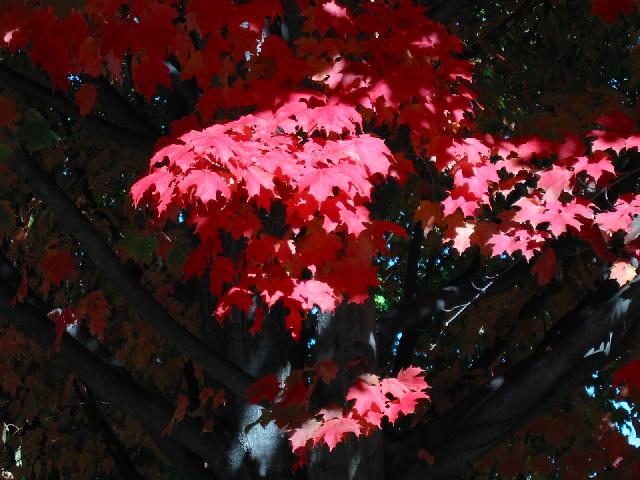 Image of Red Leaves