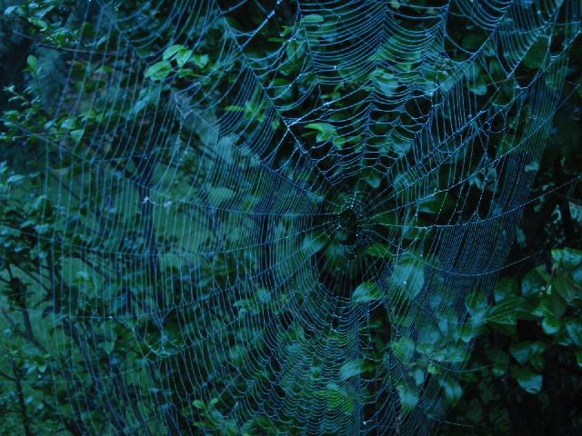 Image of spider web