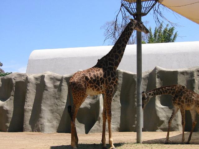 Image of Giraffs