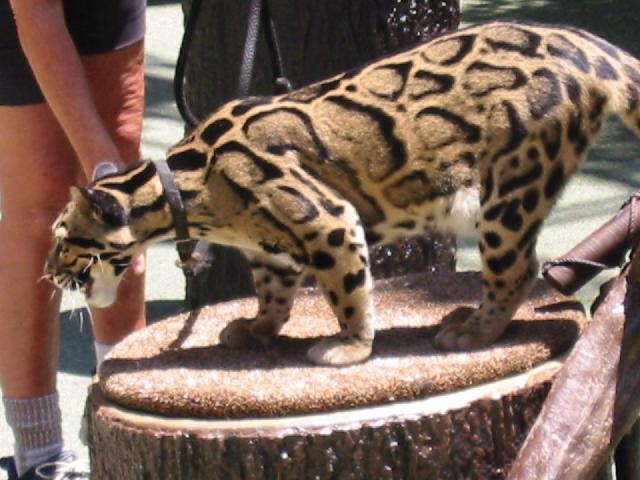 Image of Clouded
 Leopard