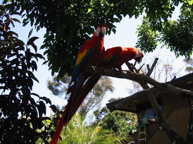 Image of Scarlet Macaws