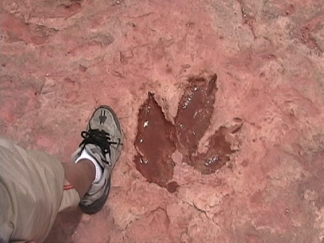 Image of
Scott's foot and dinosaur tracks near Tuba City, Arizona